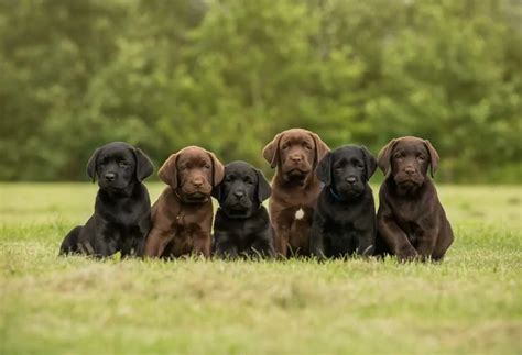 How Many Puppies Does A Labrador Have